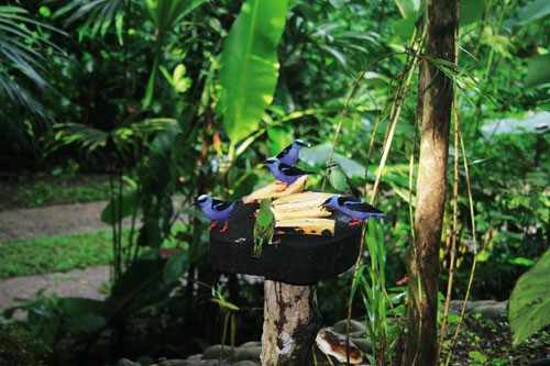在热带雨林安享自然-Tree Houses in Costa Rica　1