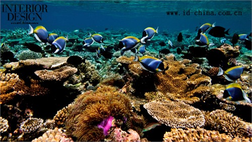 以大量鱼类和海龟而闻名的马尔代夫海底珊瑚花园，环绕卓美亚Dhevanafushi度假酒店周围